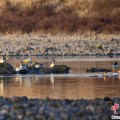 梦见婆婆歙县完成安徽首个县域生物多样性调查 共记录物种近4千种